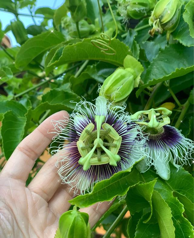 在家种植百香果的经验分享，保你硕果累累