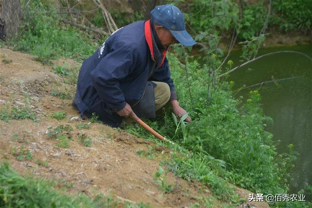 农村老人养殖大鹅，每天村外寻免费饲料，劲头十足的动力是什么