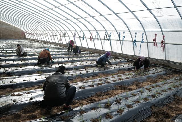 甘肃敦煌：早春二月大棚蔬菜种植忙