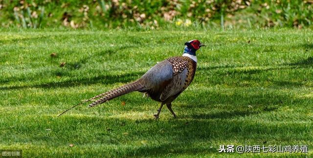 夏季养殖七彩山鸡需要注意以下5点