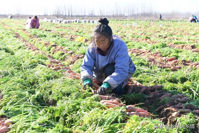 胡萝卜和萝卜快到种植时间了，先提前把这几点做好，个大又高产