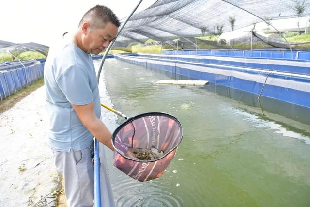 小哥500平投4万赚20万，“吸血”蚂蟥为扶贫“输血”，发现新商机