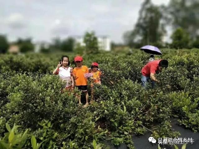 鹤山乡村山稔开始熟了，快来寻回童年的味道