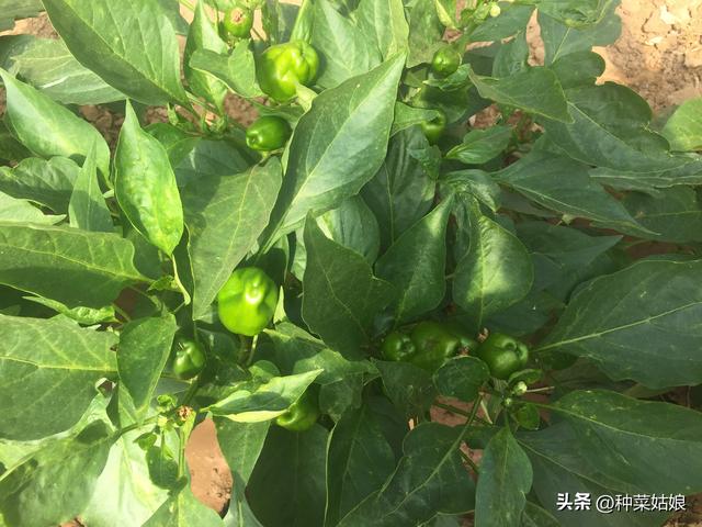 春季都在种菜，栽种菜苗后怎么做发根更快，怎么整地，怎么蹲苗？