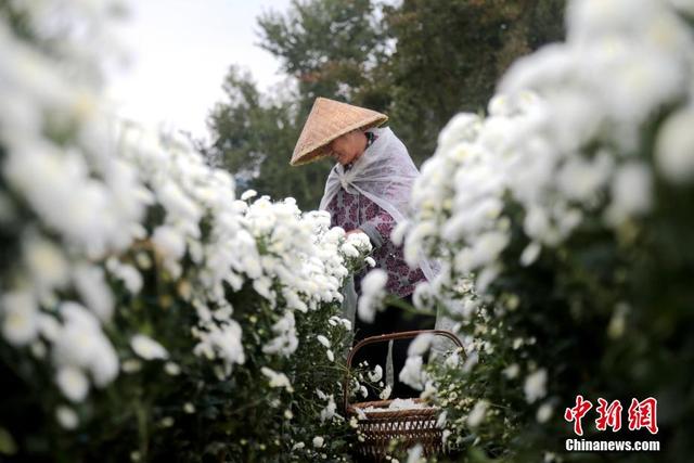 安徽休宁：万亩菊田成风景线和致富产业线