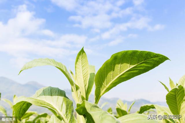 烤烟种植如何提高产量呢？这里有答案了，农户一起学学吧