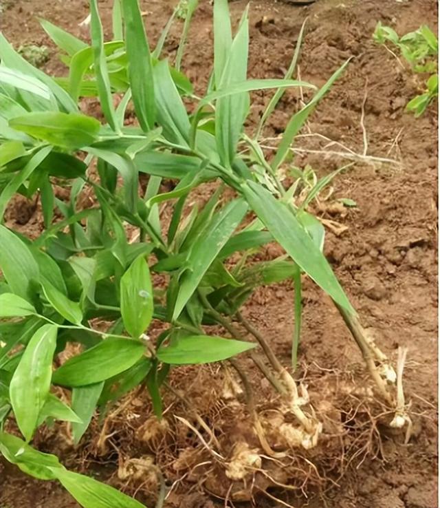 种植黄精的时间和方法，种植黄精怎么施用复合肥