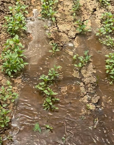 罗勒种植管理方法