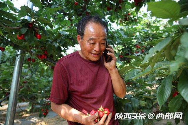 视频丨澄城樱桃大叔种樱桃十七八年：要把最好的东西呈现给消费者