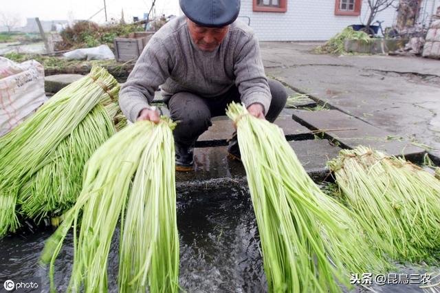 水芹菜好吃，但你会种吗？从种到收的干货经验果断分享