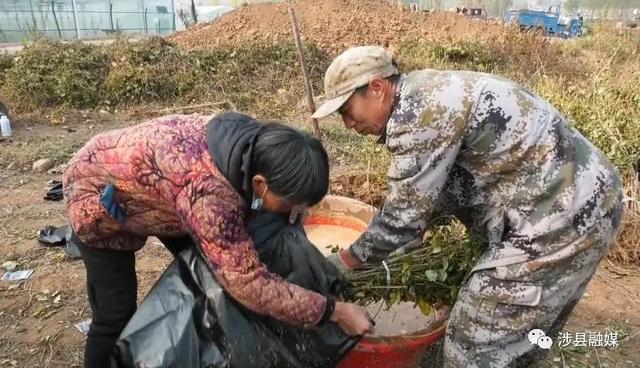 小小连翘苗“连”通致富路