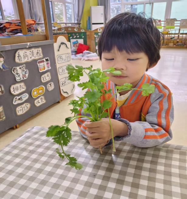 西安市灞桥区狄寨中心幼儿园香菜日记