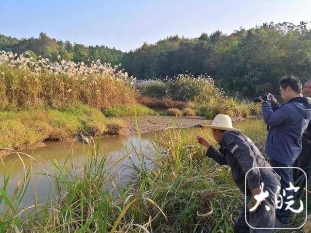 近5年放归野外1500条！安徽扬子鳄人工养殖突破万条