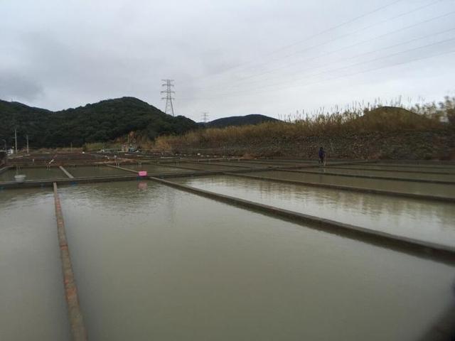 春节临近 朱家尖梭子蟹养殖基地销售旺