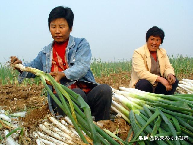 秋季种植大葱，如何栽种管理才能让大葱长势更好、产量更高？