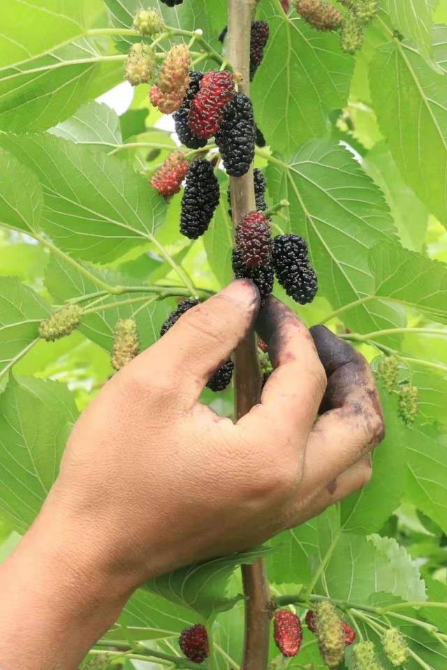 德昌桑葚种植大户9亩桑葚产量达40吨，3招关键技术值得学习