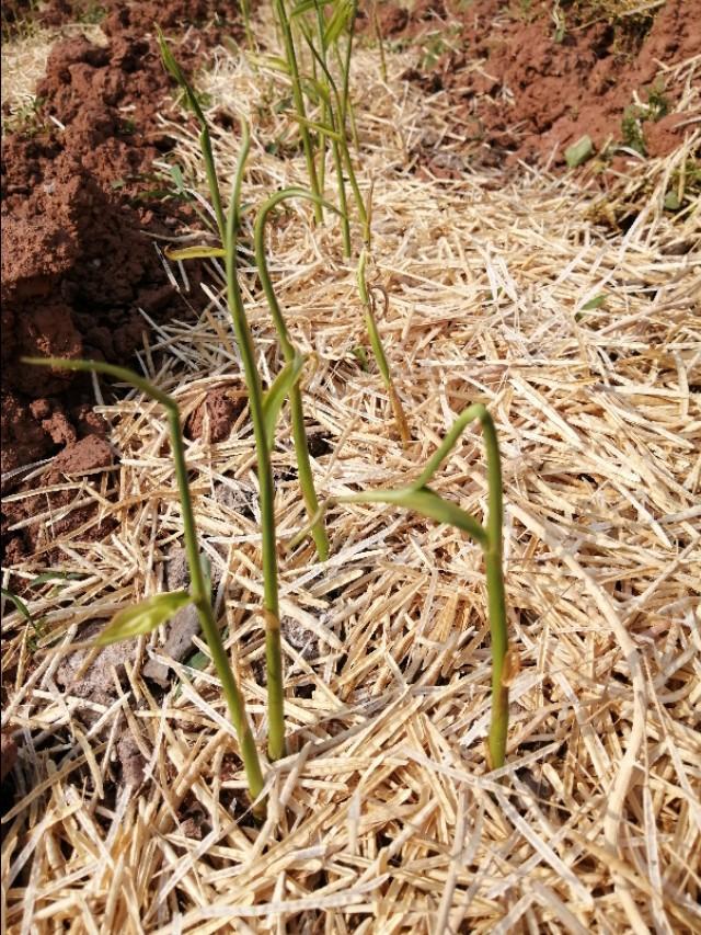 干旱季节种植生姜如何管理