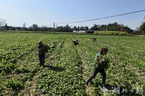 家庭种植农场(崇阳县隽青家庭农场：种植芥菜奔富路)