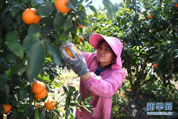 广西河池：沃柑成熟上市