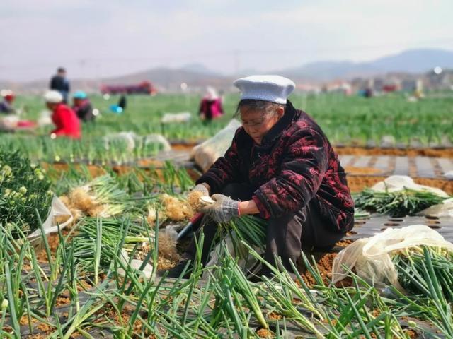 栽葱不能浇水？老农民透露三大窍门，提高成活率和产量