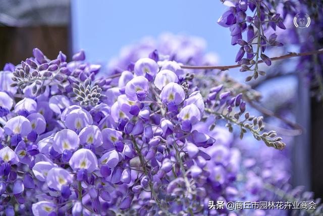 紫藤花一年能开几次，有啥影响因素？