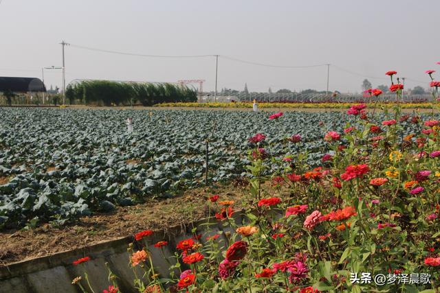 湖北云梦：菜园种成了“花园”