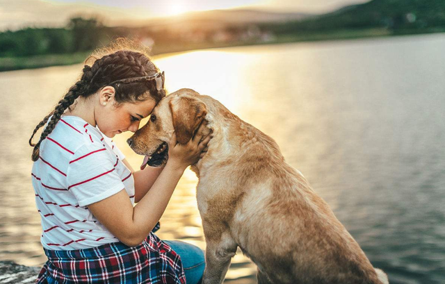 饲养金毛犬需要注意的5点，养好了就会变成“天使”！