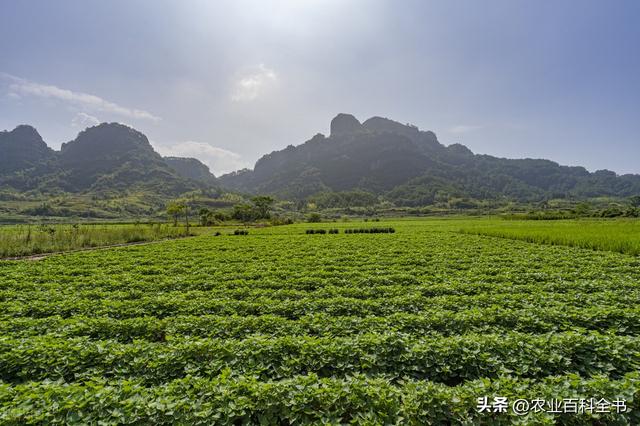 种植地瓜不再难！教你几招轻松入手！