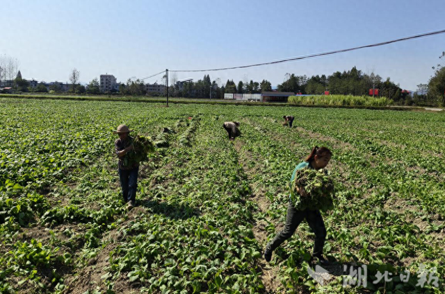 崇阳县隽青家庭农场：种植芥菜奔富路