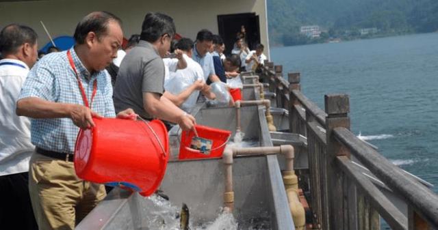 千岛湖的“两大难”：鲢鳙放养60多年，“保水鱼”究竟保住了啥？