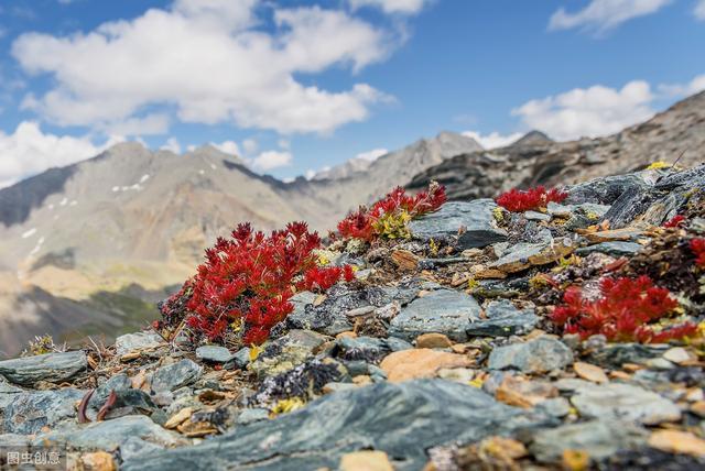 高山红景天高产栽培技术，种植过程中这些细节不能少