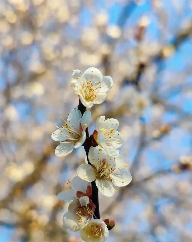 瑞雪红梅 乡聚过年丨又到赏梅时！这份“寻香”攻略请收好