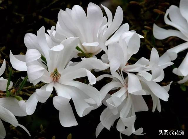 庭院种棵星花玉兰，花开满树，犹如繁星点点，特别美