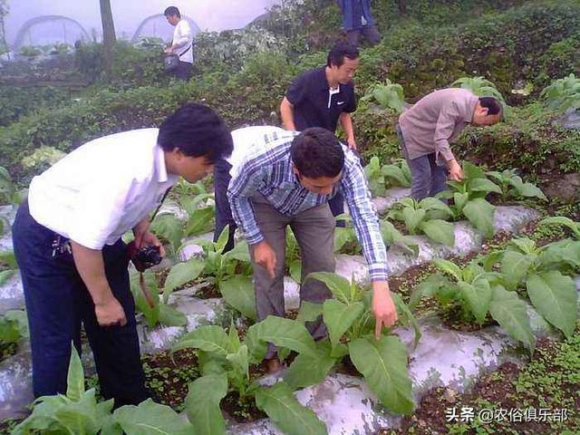 烤烟被冰雹损害，按一千块一亩赔偿，为何农民还是感叹今年亏了？