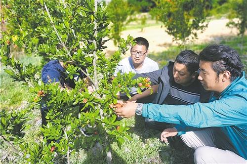 西藏察隅察瓦龙乡发展产业巩固脱贫成果——种下石榴就是种下希望