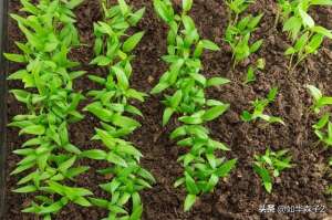 青椒的种植方法(辣椒种植技巧，助你提高产量并增加花果结果)