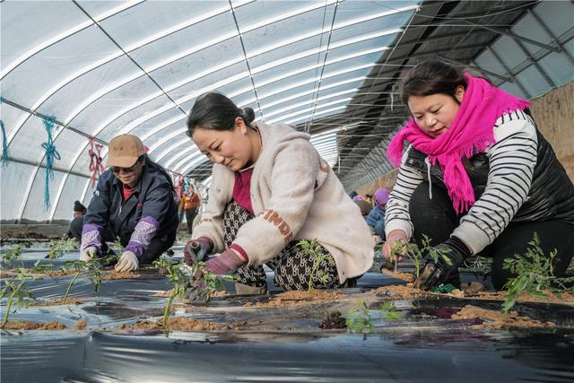 甘肃敦煌：早春二月大棚蔬菜种植忙