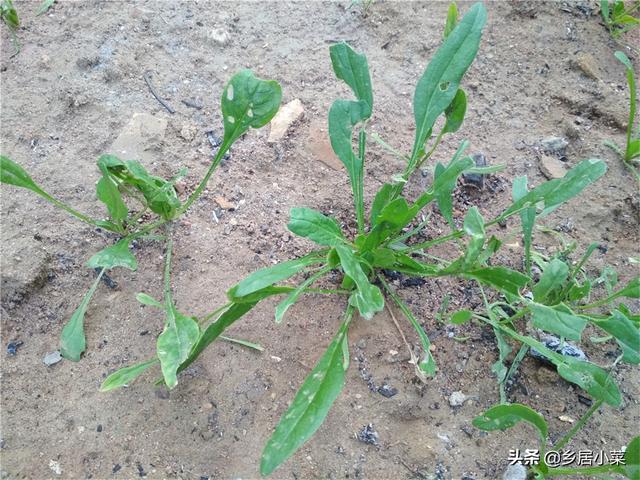 藜科菠菜厚皮菜都耐寒，种哪种好？三种情况；多利用水旱轮作种植