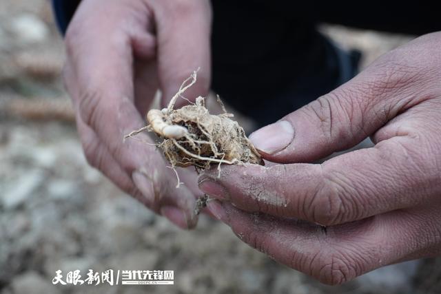 贵州剑河：黄精发芽管护忙