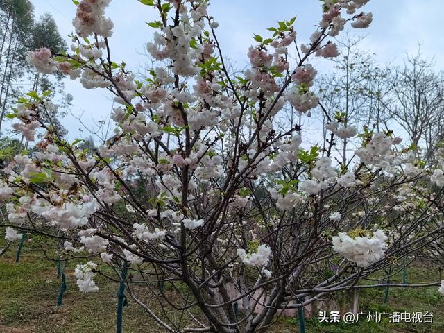 广州：樱花绽放来报春！ “好运”“旺地”陆续来