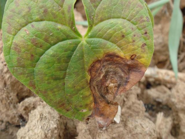 山药种植方案，从选择品种到病虫害防治，建议收藏