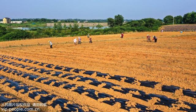 安徽庐江：三夏时节种菊忙 菊花经济富乡邻