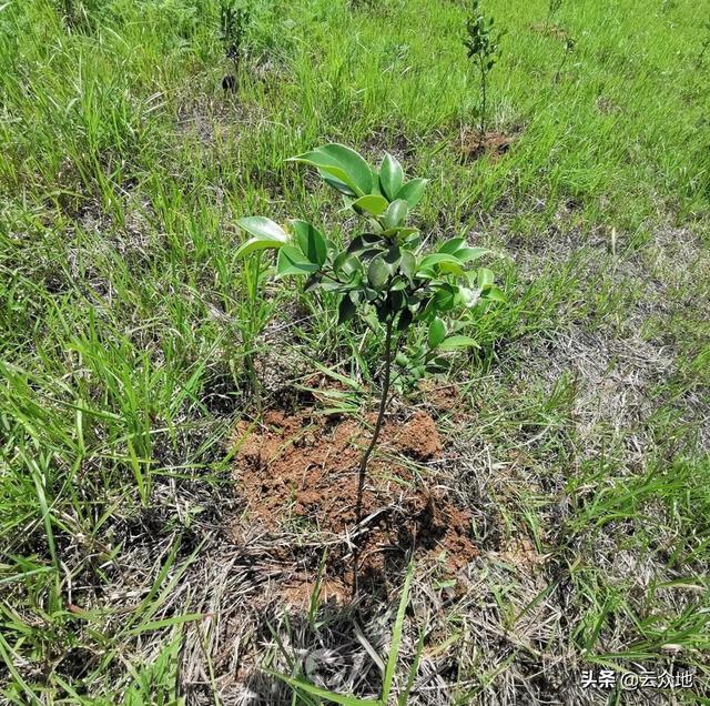 油茶栽植后成活率差，如何提高造林成活率？做好5点技术措施