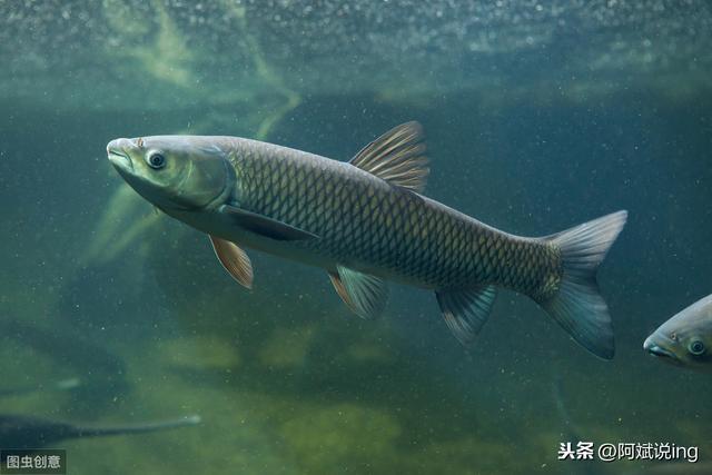 花鲢白鲢草鱼鳊鱼鲫鱼批发价格(武汉白沙洲水产市场)