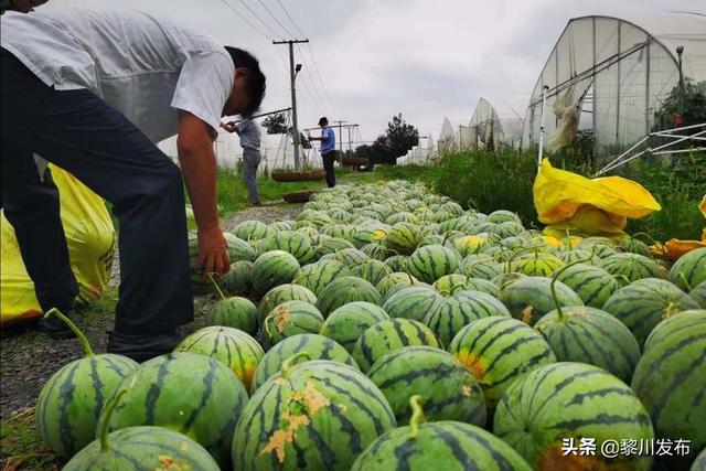 安徽和县：种出“金疙瘩”助摘贫困帽