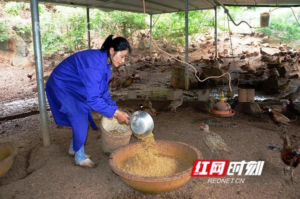 “野鸡司令”王玉平 带富乡亲奔小康