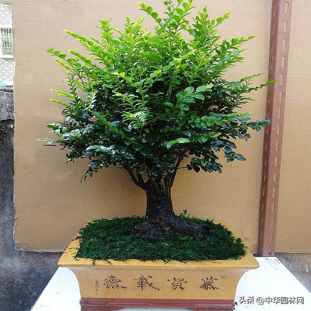 小叶紫檀盆景种植很容易，具体要怎么养殖