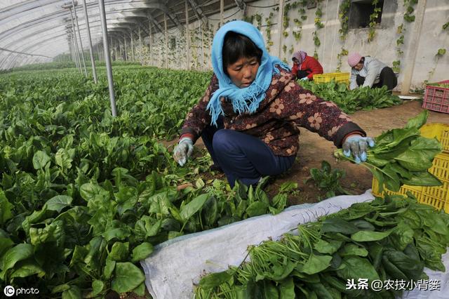  菠菜四季都可种植，掌握好这些播种管理要点，高产优收少不了