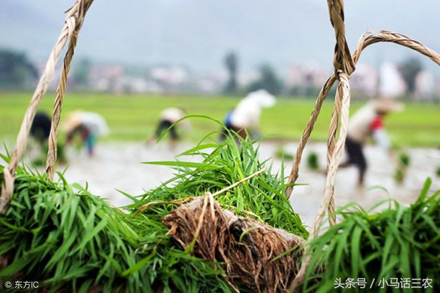 种植水稻只能插秧？下面2种种植水稻的方法了解一下