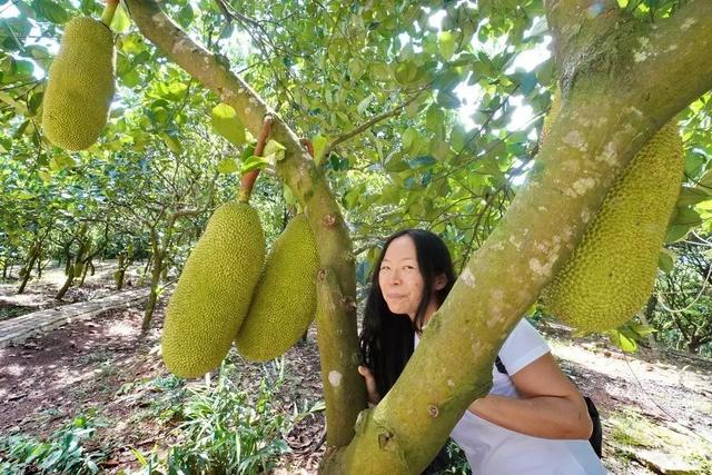 又大又重的热带水果皇后菠萝蜜，采摘地只有两块钱一斤，是不是很便宜